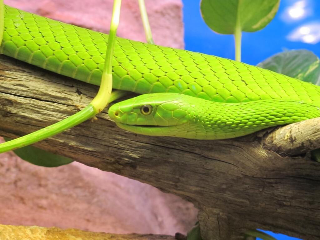 Astutos como serpientes