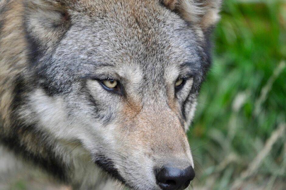 Como ovejas entre&nbsp;lobos